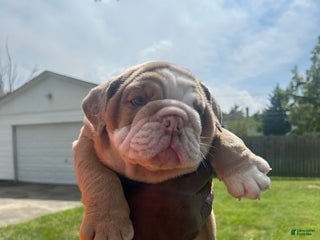 English Bulldog dogs English Bulldog Puppy 1 - Ad 39