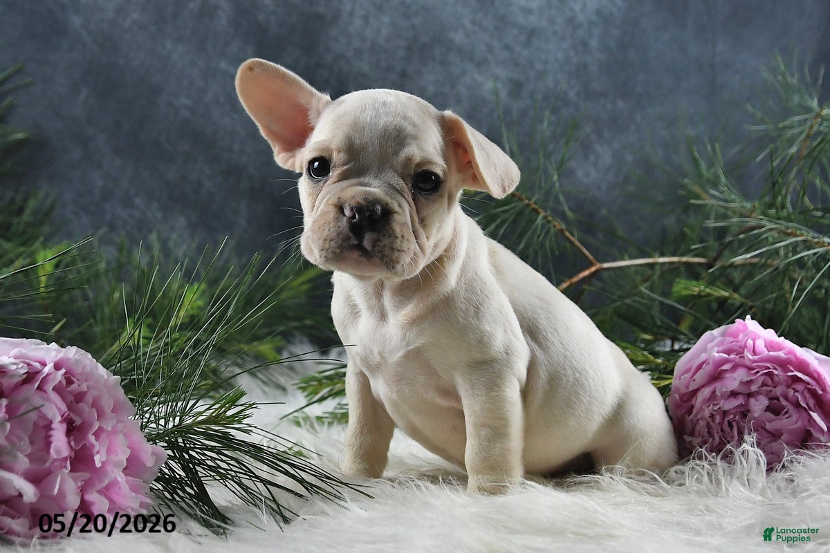 French Bulldog dogs for sale: Jenny - Ad 1