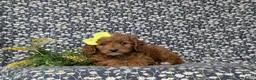 Mini Goldendoodle dogs for sale: Teegan 9 lbs Full Grown - Ad 5