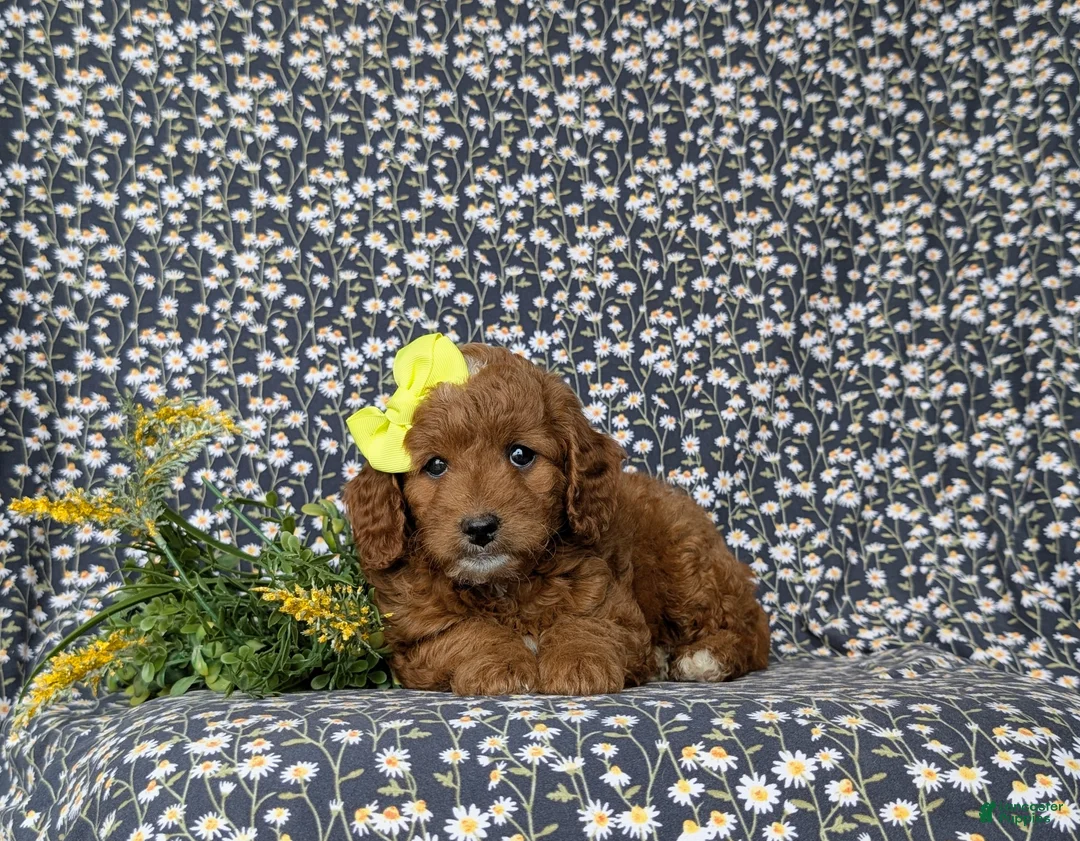 Mini Goldendoodle dogs for sale: Teegan 9 lbs Full Grown - Ad 5