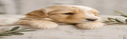 Aussiedoodle dogs for sale: Aussiedoodle 3 - Ad 5