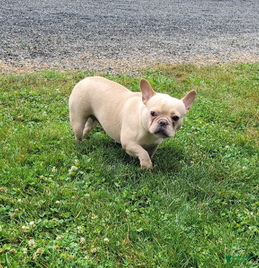 French Bulldog dogs for sale: Justin  - Ad 7