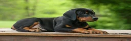 Doberman Pinscher dogs for sale:  Dax (Black Rust)🐶 - Ad 9