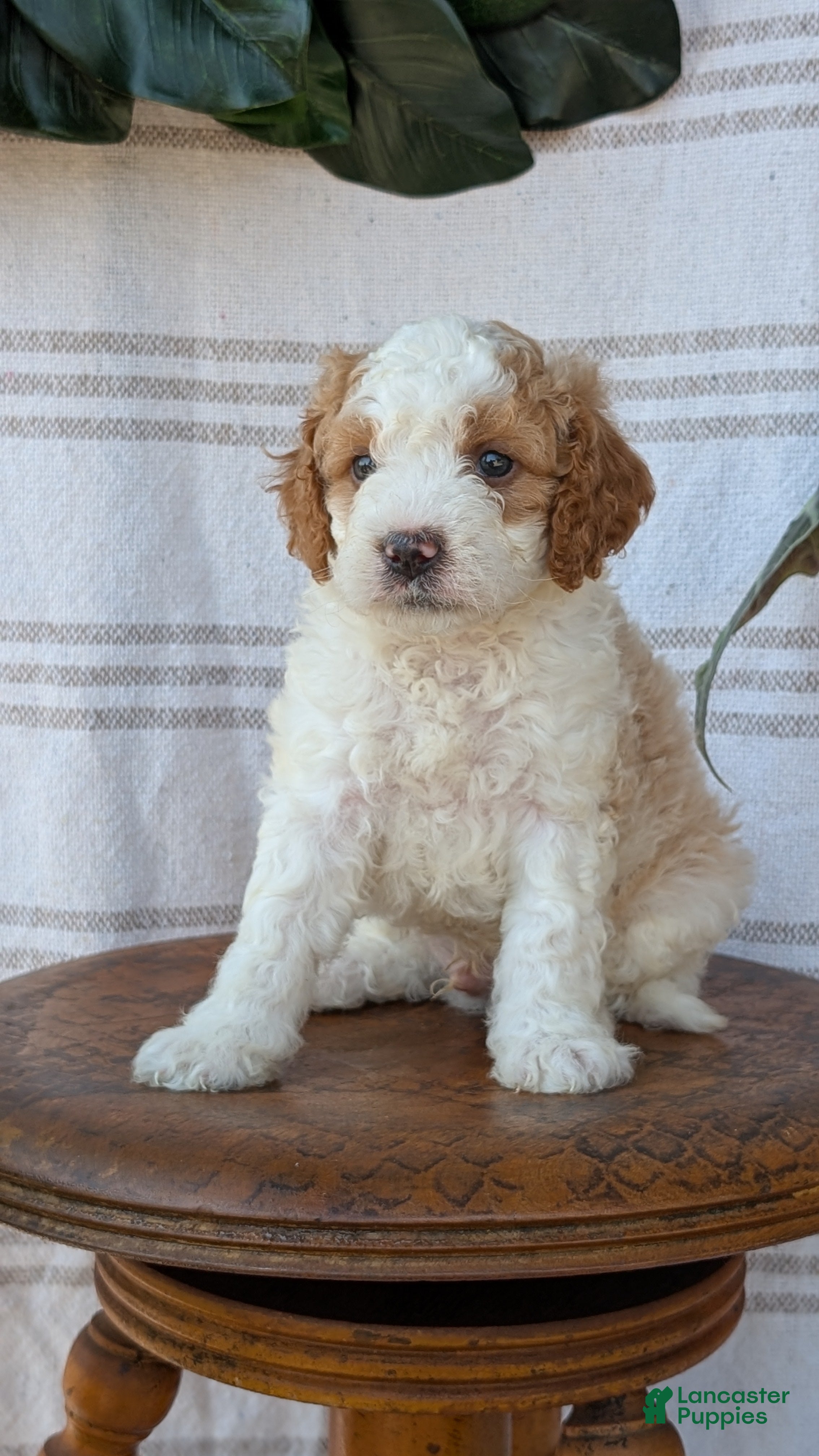 Cavapoo dogs Macy - Ad 2