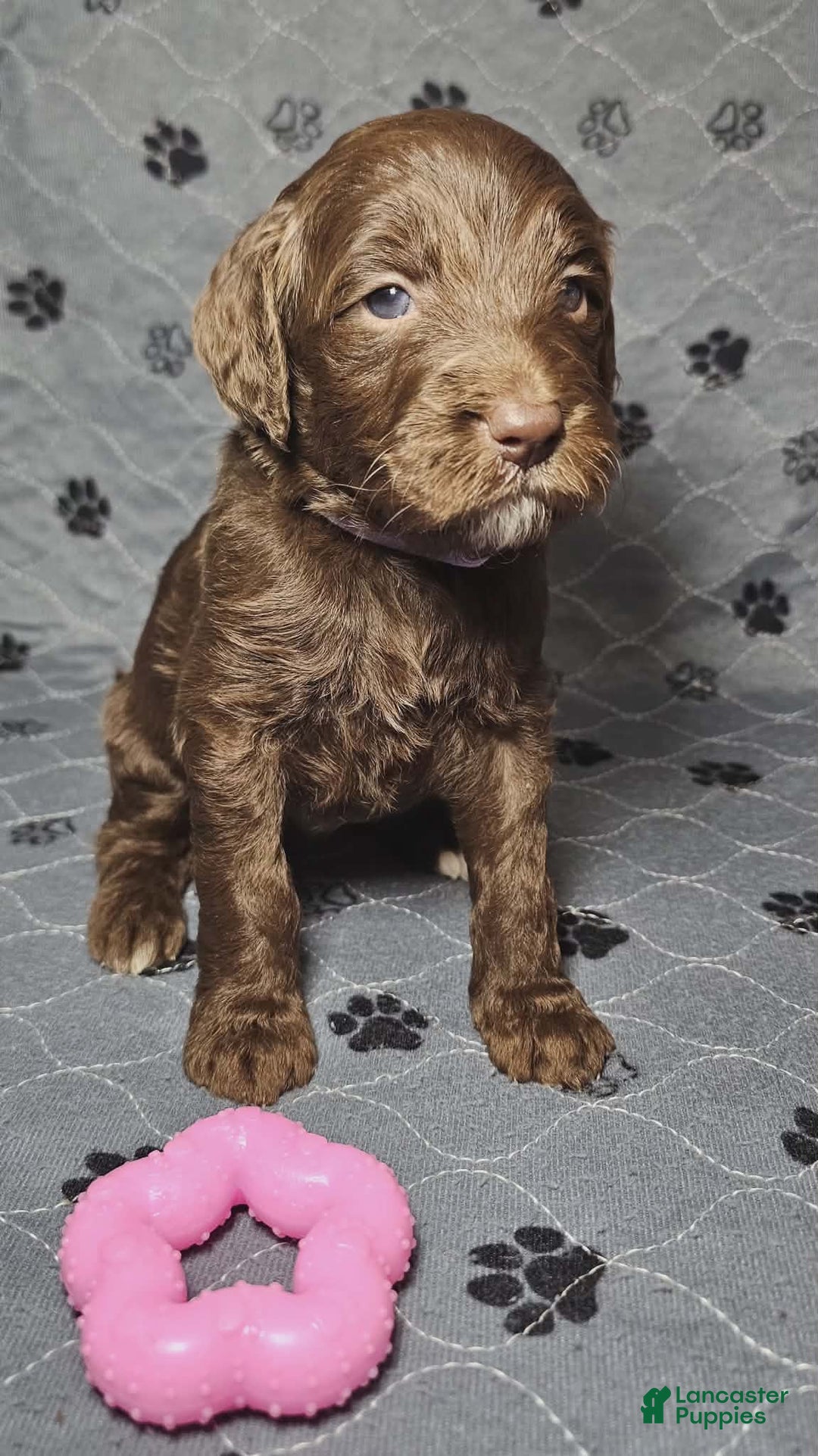 Goldendoodle dogs for sale: Macchiato  - Ad 2