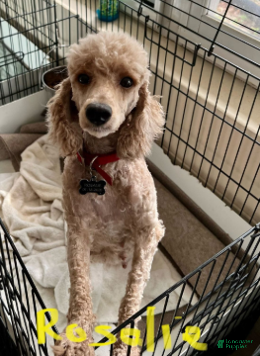 Miniature Poodle dogs for sale: Parti boy - Ad 3