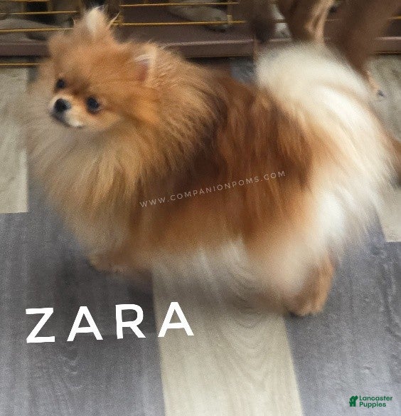 Pomeranian dogs Orange Sable Merle - AKC Full (Can breed) - Ad 2