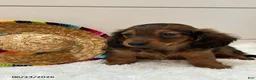 Miniature Dachshund dogs for sale: Tucker - Ad 3