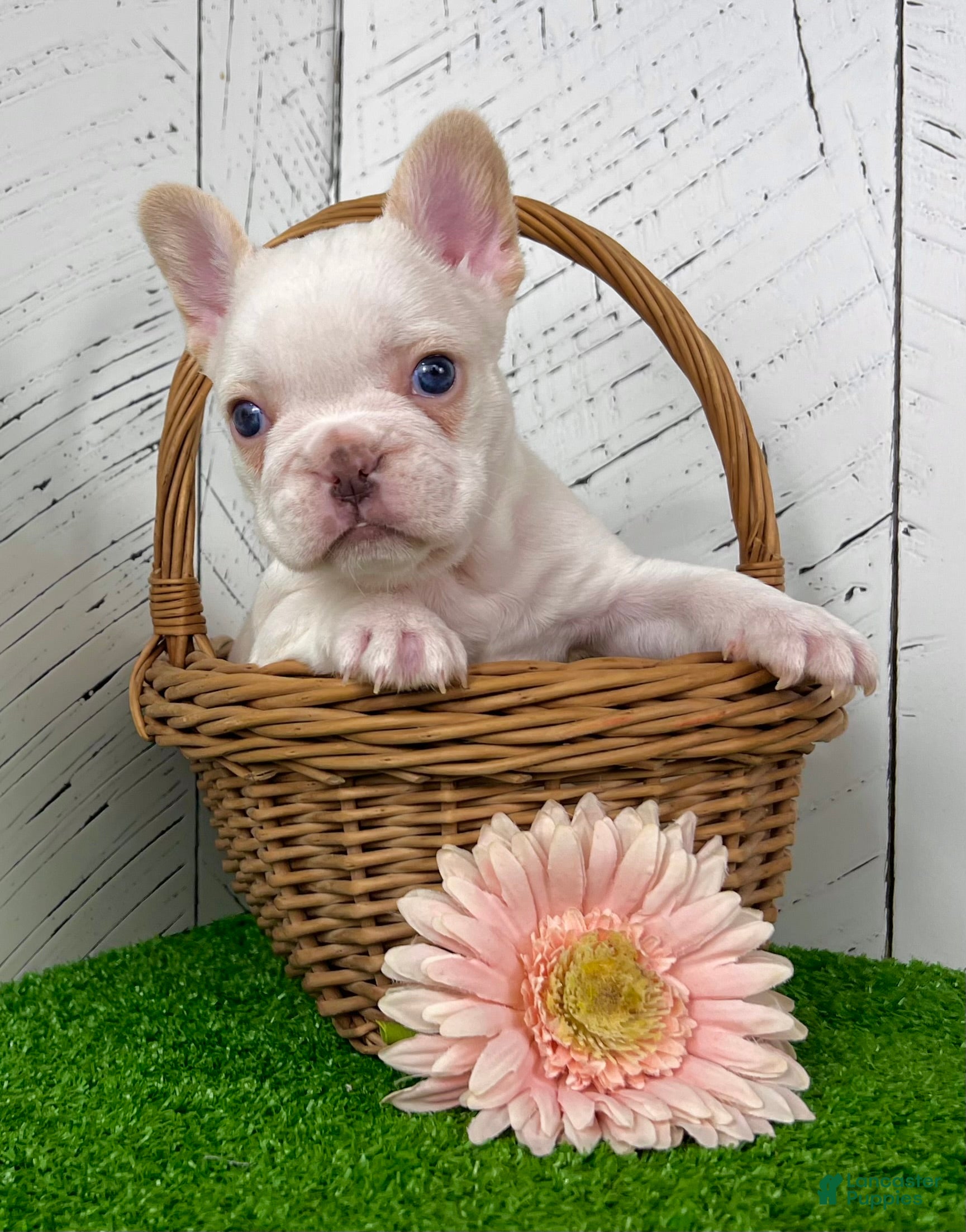 French Bulldog dogs Crystal - Ad 2