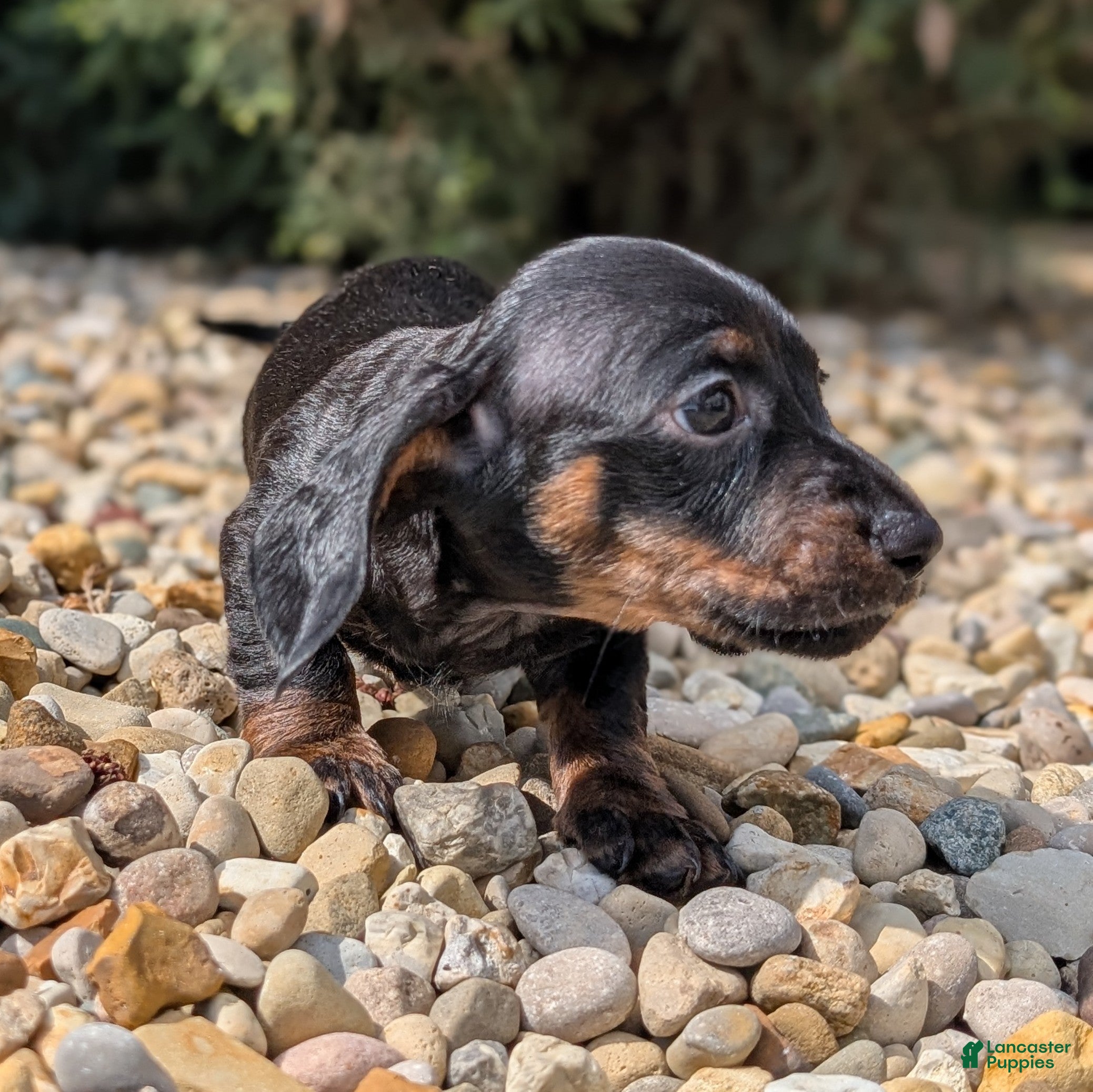 Miniature Dachshund dogs Spruce - Ad 2