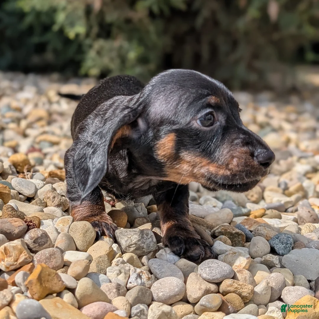 Miniature Dachshund dogs for sale: Spruce - Ad 2