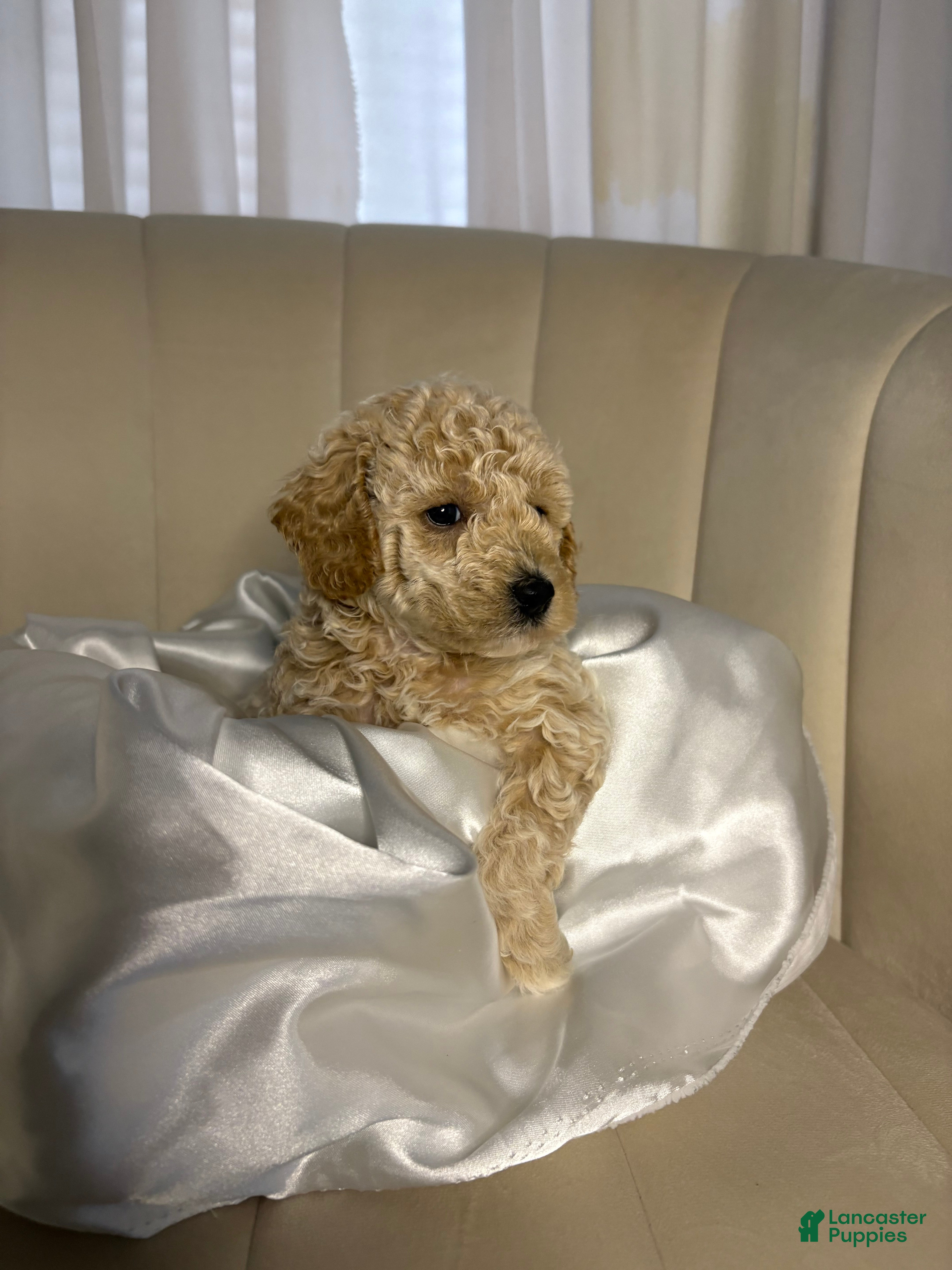 Toy Poodle dogs Toy Poodle Puppy 1 - Ad 2