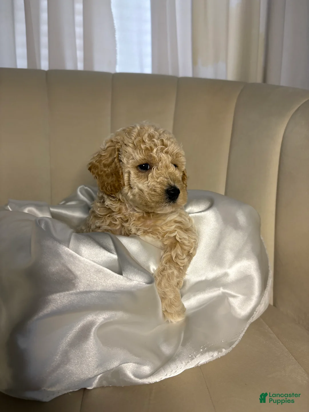 Toy Poodle dogs for sale: Toy Poodle Puppy 1 - Ad 2