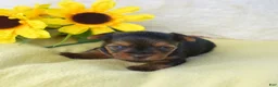 Yorkshire Terrier dogs for sale: Pluto - Ad 4