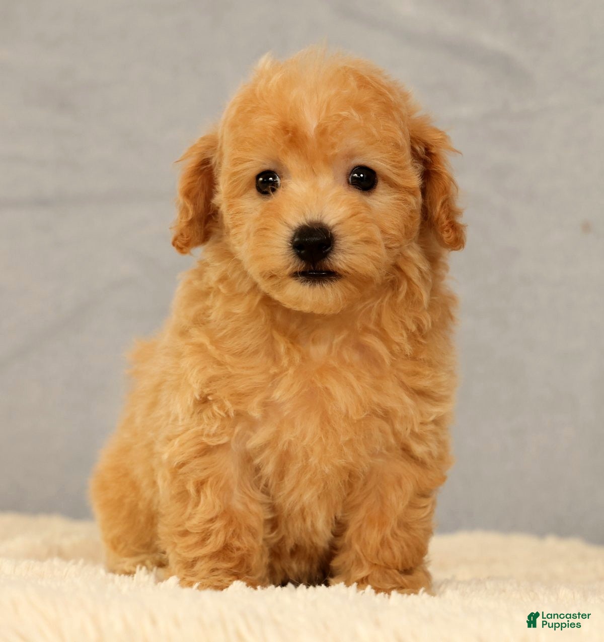 Bichpoo dogs Jenna - Ad 1