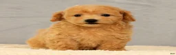 Bichpoo dogs for sale: Jenna - Ad 1
