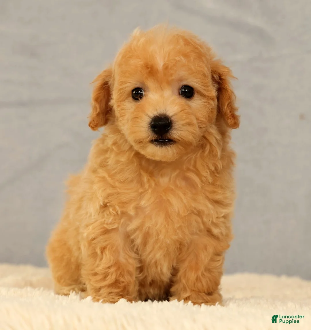 Bichpoo dogs for sale: Jenna - Ad 1