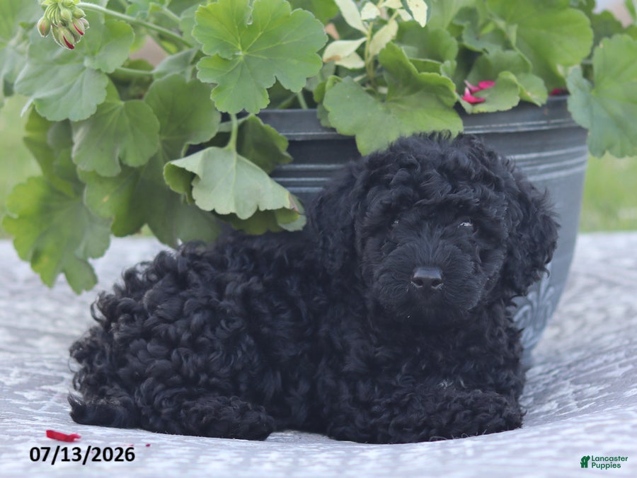Miniature Poodle dogs Nevin - Ad 2