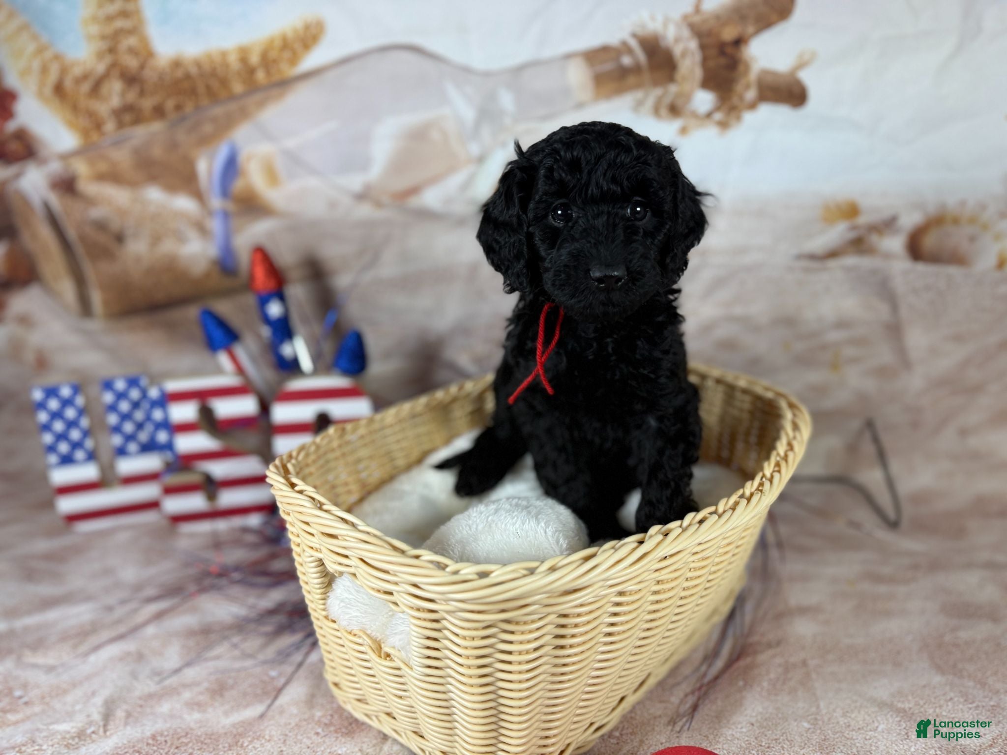 Mini Goldendoodle dogs Ward - Ad 1