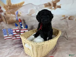 Mini Goldendoodle dogs for sale: Ward - Ad 4