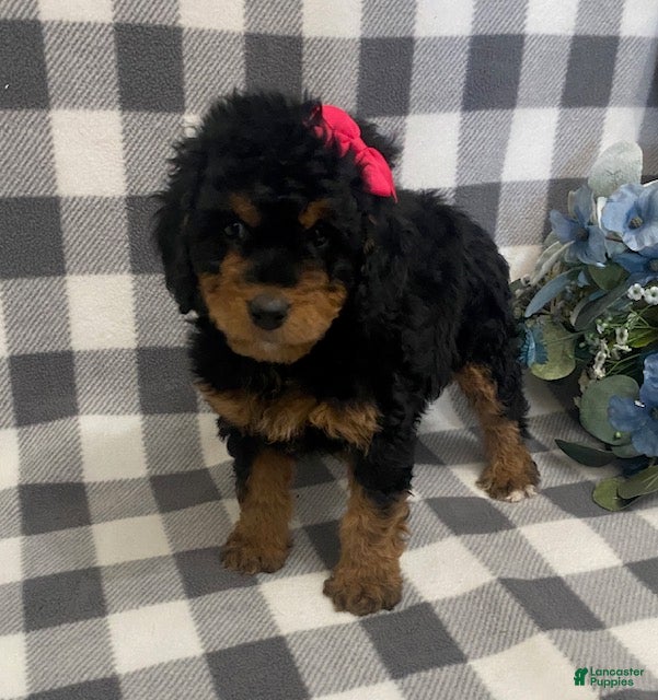Mini Bernedoodle dogs Jazzy - Ad 4