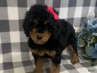 Mini Bernedoodle dogs Jazzy - Ad 28