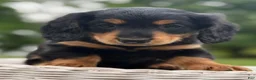 Miniature Dachshund dogs for sale: Milo - Ad 5