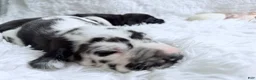 Great Dane dogs for sale: Artemis - Ad 10