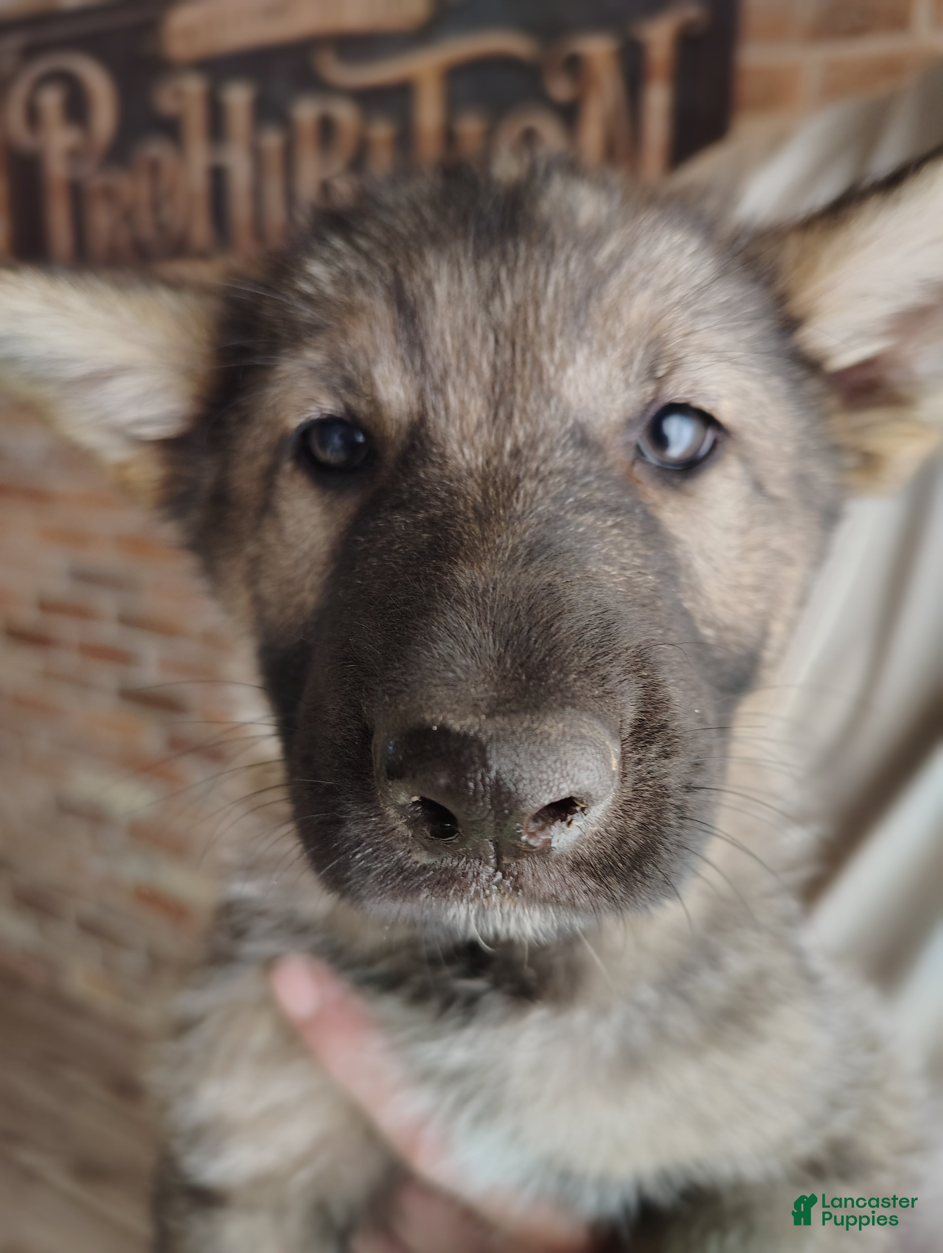 German Shepherd dogs Fern - Ad 2