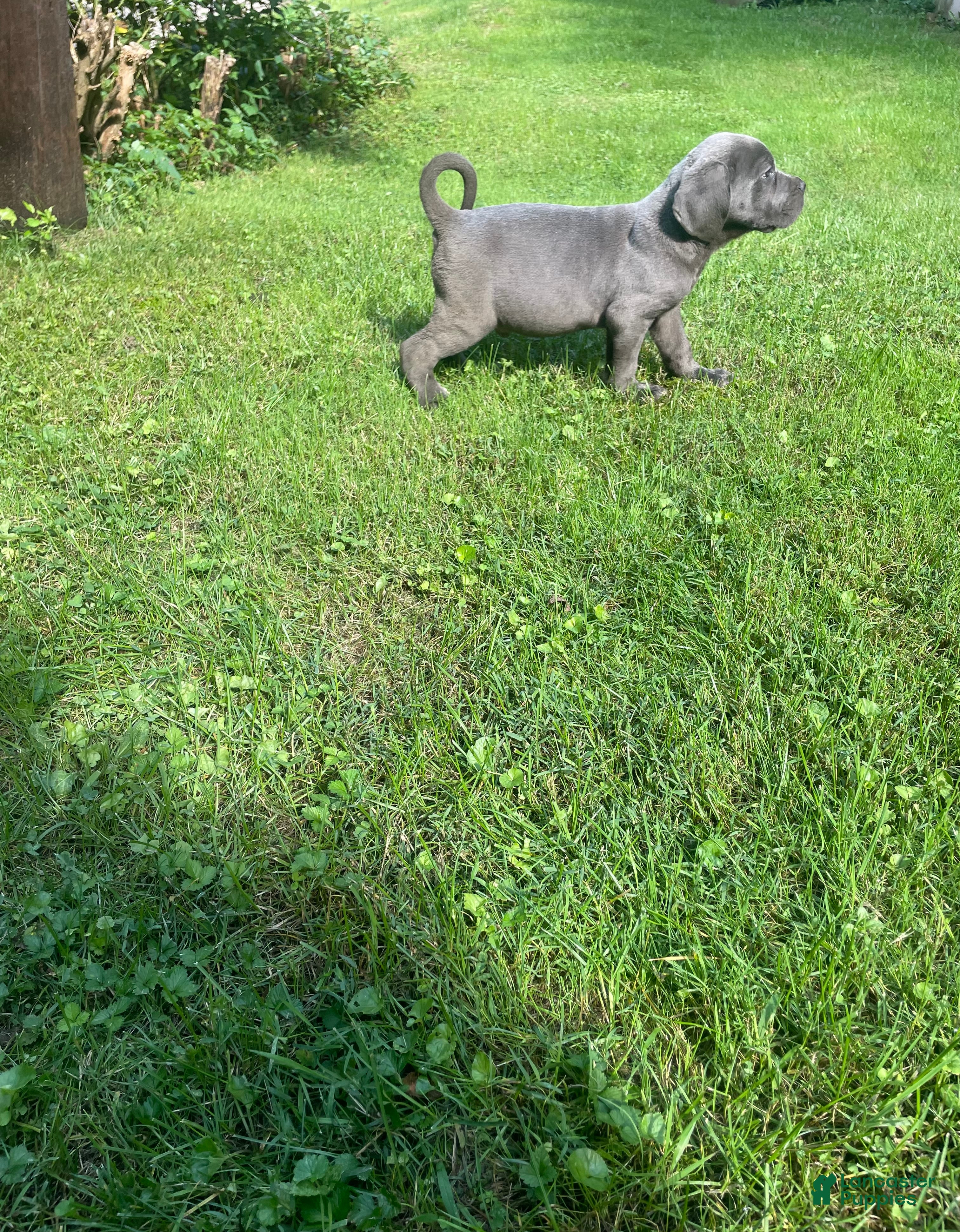 Cane Corso dogs  Titan - Ad 35