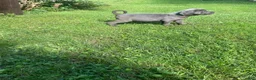 Cane Corso dogs for sale:  Titan - Ad 1