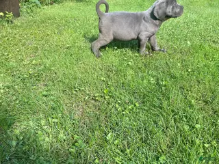 Cane Corso dogs Titan - Ad 31