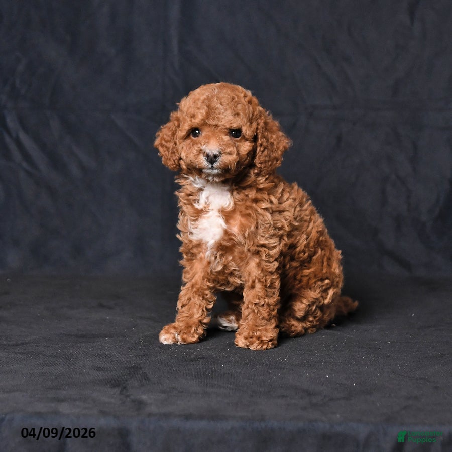 Toy Poodle dogs Victor - Ad 1