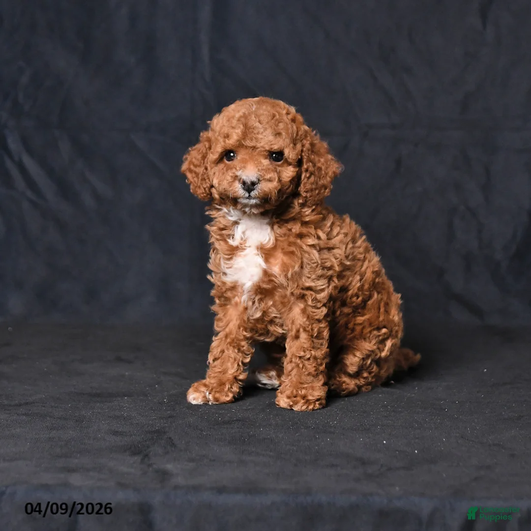 Toy Poodle dogs for sale: Victor - Ad 1