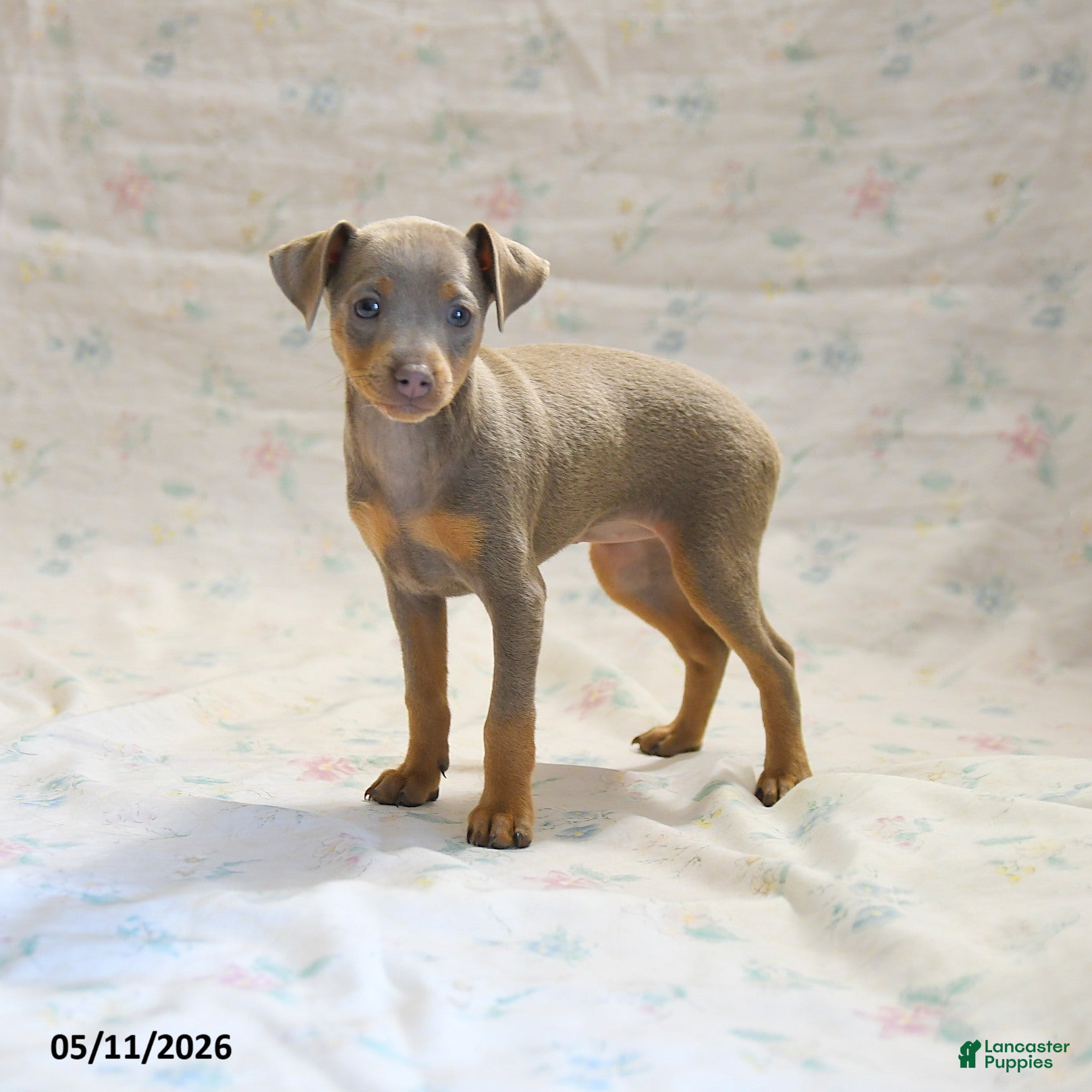 Miniature Pinscher dogs Duchess - Ad 1