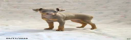 Miniature Pinscher dogs for sale: Duchess - Ad 1