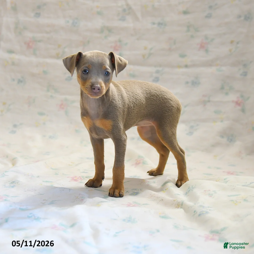 Miniature Pinscher dogs for sale: Duchess - Ad 1