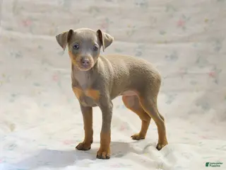 Miniature Pinscher dogs for sale: Duchess - Ad 1