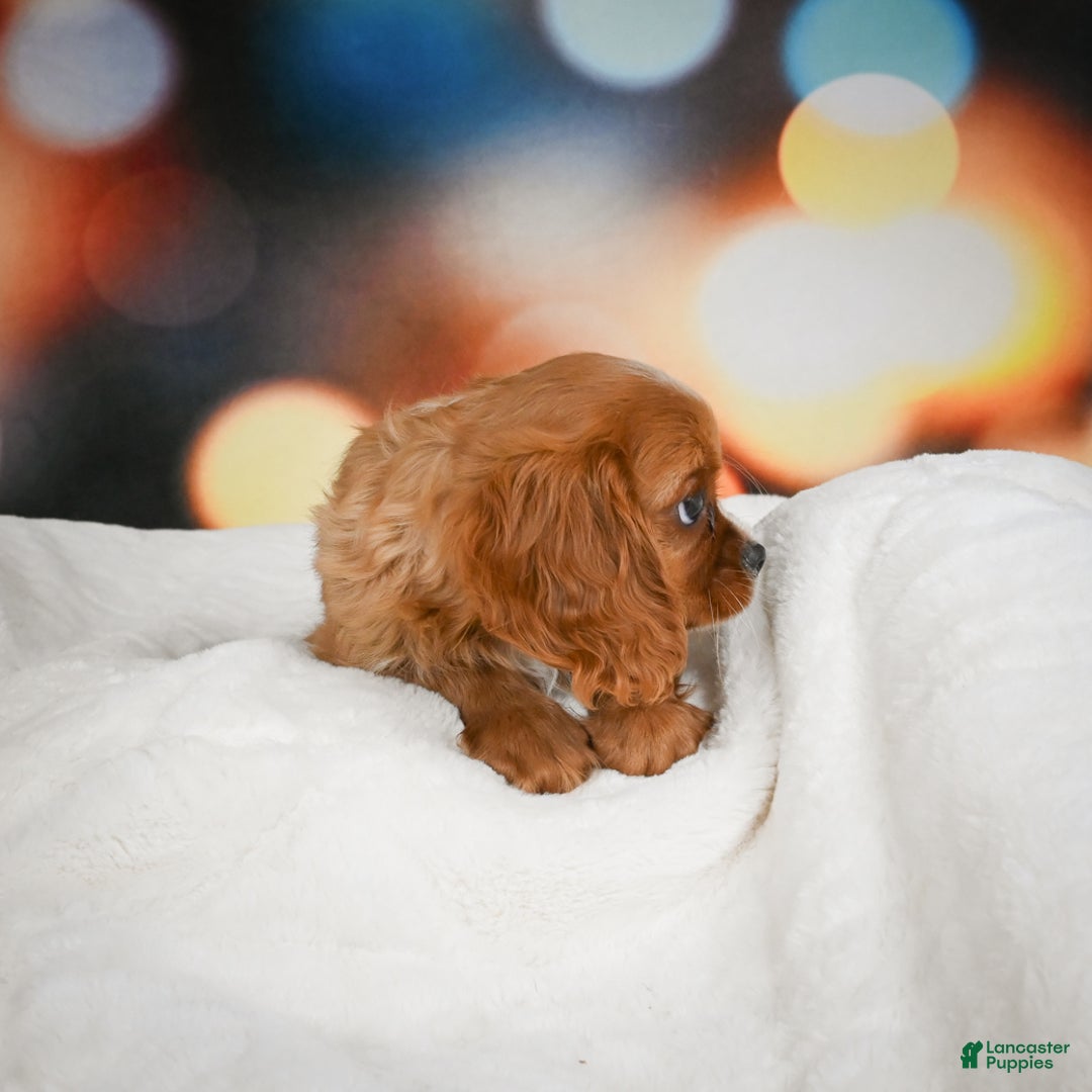 Cavalier King Charles Spaniel dogs for sale: Candy - Ad 5