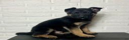 German Shepherd dogs for sale: Denver - Ad 5
