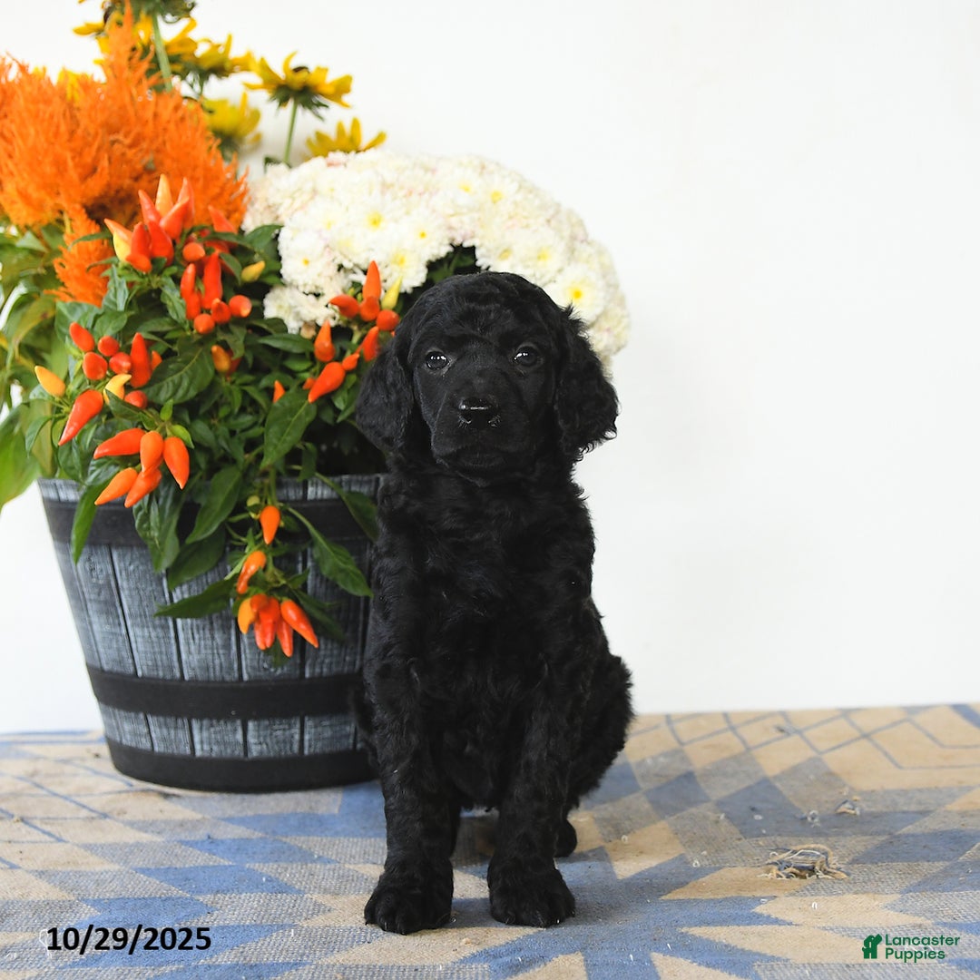 Standard Poodle dogs for sale: Tilly - Ad 5