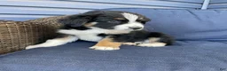 Australian Shepherd dogs for sale: Crash - Ad 3