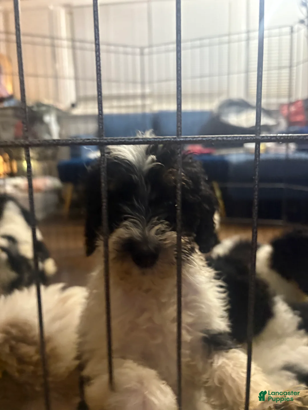 Gallery Image {{count}}