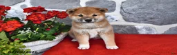 Shiba Inu dogs for sale: Molly - Ad 4