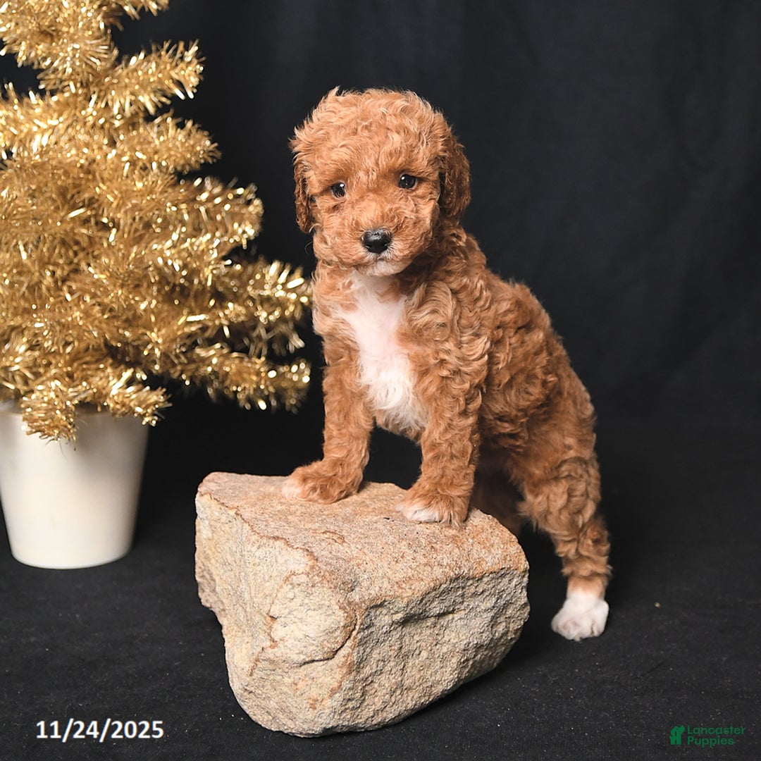 Toy Poodle dogs for sale: Buddy - Ad 4