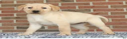 Labrador Retriever dogs for sale: Beth - Ad 4