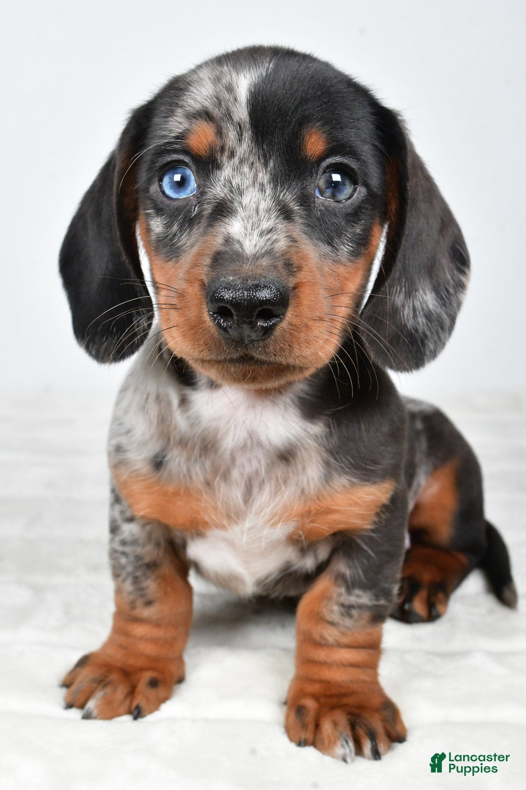 Miniature Dachshund dogs for sale: Theo - Ad 10