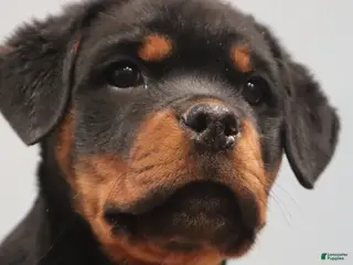 Rottweiler dogs Argus - Ad 12