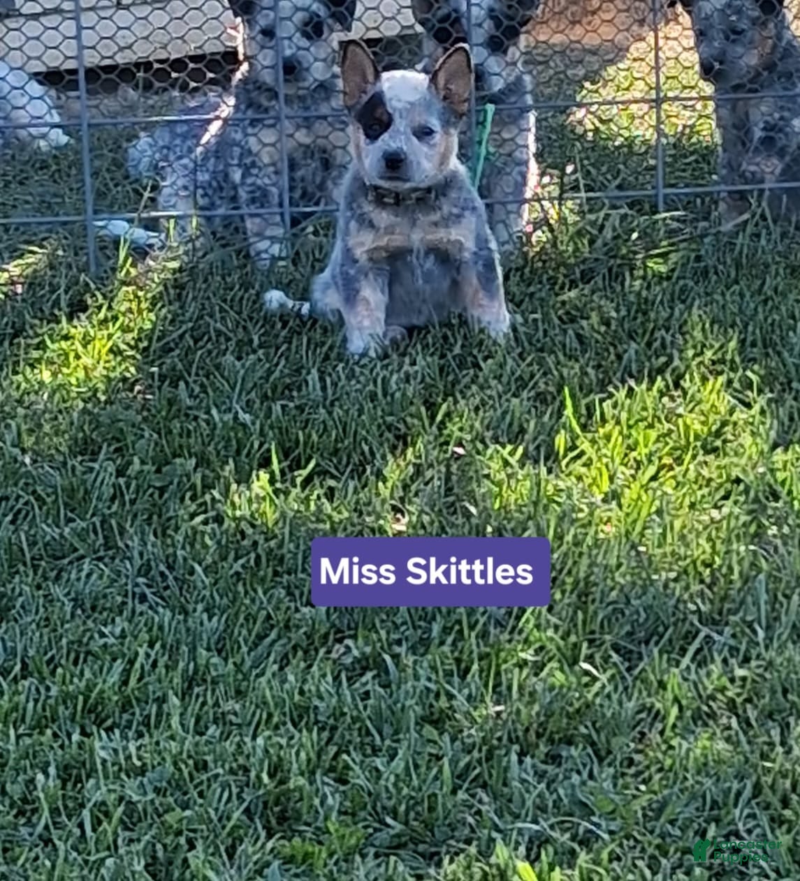 Australian Cattle Dog dogs  AKC Australian Cattle Dog Miss Skittles  - Ad 1
