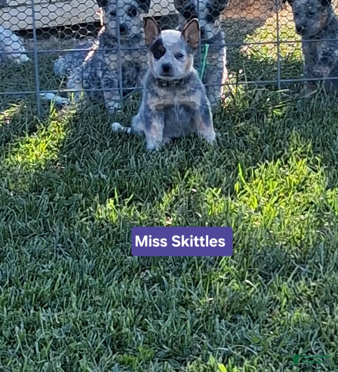 Australian Cattle Dog dogs for sale:  AKC Australian Cattle Dog Miss Skittles  - Ad 1